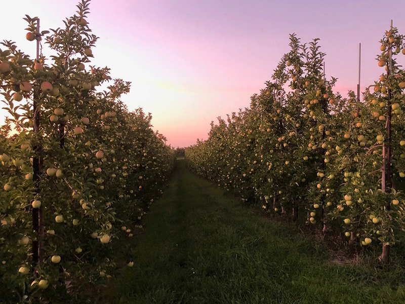 Sunrise Orchards Portfolio